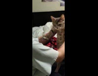 Girl holds up cat while cat makes air biscuits 