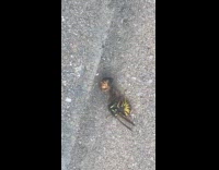 Collab WINY - Wasp eat kill bee on the ground
