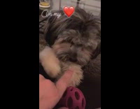 oh my woman touches dog pink toy