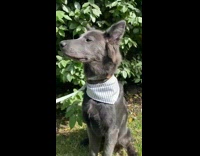 Grey dog wearing striped bandana sits grass 