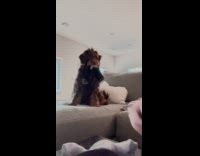 Brown dog catch socks with mouth consecutively