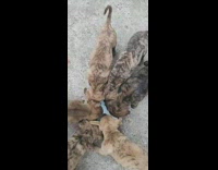 Puppies drinks milk on a small bowl on the ground