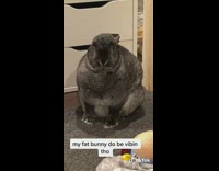 Fat bunny sits stares and vibes