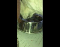 Dog white drink water slow motion video