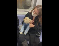 Cute dog wearing blue sweater on the subway