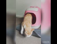 Brown white cat pink litter box 