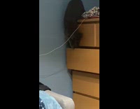 Cat fall from brown cabinet push drawer