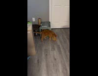 Orange cat play with cat plushy toy