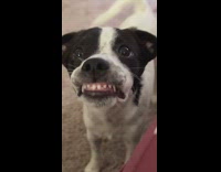 Collab Clips MPUGC - Black white dog showing off big teeth