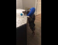 Australian shepherd dog blue neck pillow toy 