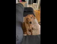Dog on couch stares and sniffs camera