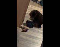 Cat dips its paw and licks it