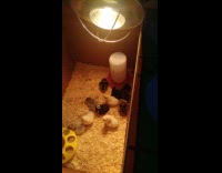 Chicks inside box with wrong sticker label