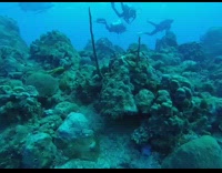 Friends go scuba diving underwater large ray 