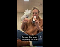 White bird copies womans sound 