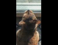 Cat sunbathing chirps while watching outdoors