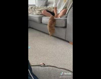 Small brown puppy dog climbs grey couch 