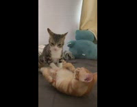 Collab PLC - Brown cat barks at orange cat