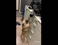 Pug tries to reach top of dresser 