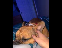 Sleepy dog gets up from ear scratch