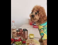 Brown dog green yellow shirt bar titos 