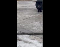 Woman lures pig back to neighbors house