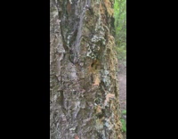 Ants carry and throws small wood from the tree