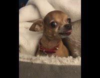 Bambi small brown chihuahua shows teeth and tries to bite other dog