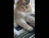 Fluffy cat beside window wear sombrero hat