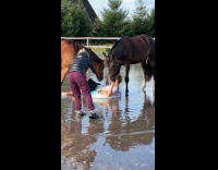 Collab IITW - Man poses with two horse on water