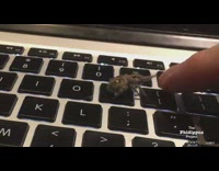 Guy trains small spider high five laptop 
