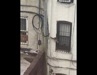 Raccoon expertly climbs down apartment building wall