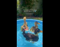Three Ducks Swim in Tub with Flowers 

