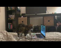Cat sits on bed watches laptop show 