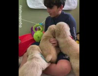 Golden retriever puppy dogs surround young boy