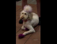Dog with tied hair and purple paws