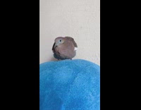 Small grey chubby bird on blue towel flapping his wings 
