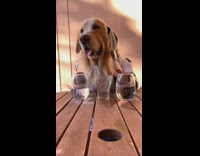 Golden retriever dog clinks spoon glass cups