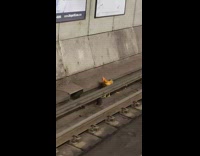 Brown chicken walks across train tracks 