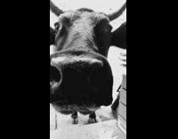 Cow waits in front of store doorway