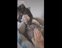 2 cats dont care about being tapped 