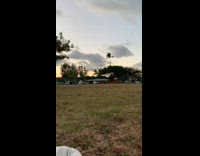 Guy runs into white dog red frisbee 