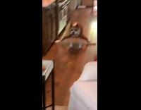 Brown white dog does splits and walks 