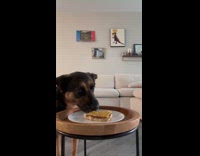 Collab Clips MPUGC - Owner leaves dog watching cheeseburger