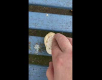 Guy compare spore release of two mushrooms