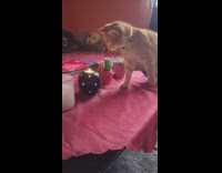 Orange cat approach candle then backs off