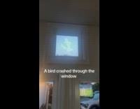 Bird crashes glass and leaves its shape