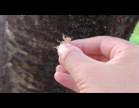 Submitter shows molting bug on tree