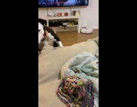 Guy tells pet pit bull to get off couch