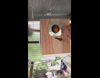 Person tap wood house orange bird dance